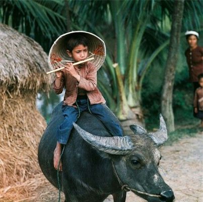 Cậu bé đội nón lá thổi sáo trúc trên lưng trâu giữa khung cảnh làng quê Việt Nam, gợi nhớ hình ảnh tuổi thơ yên bình và mộc mạc